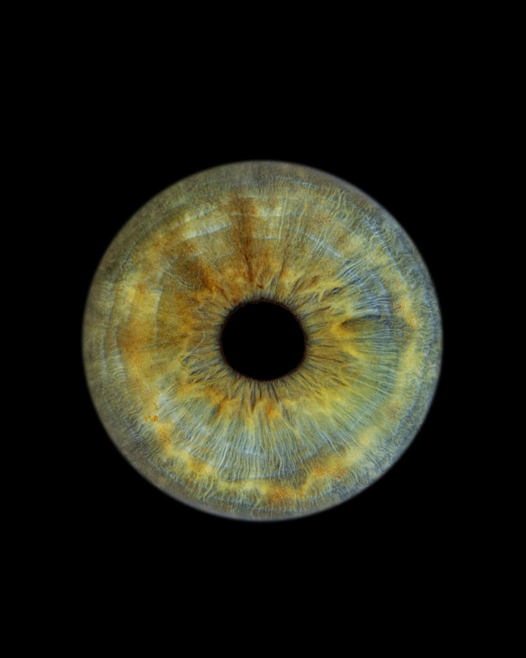 Signature Iris Portrait