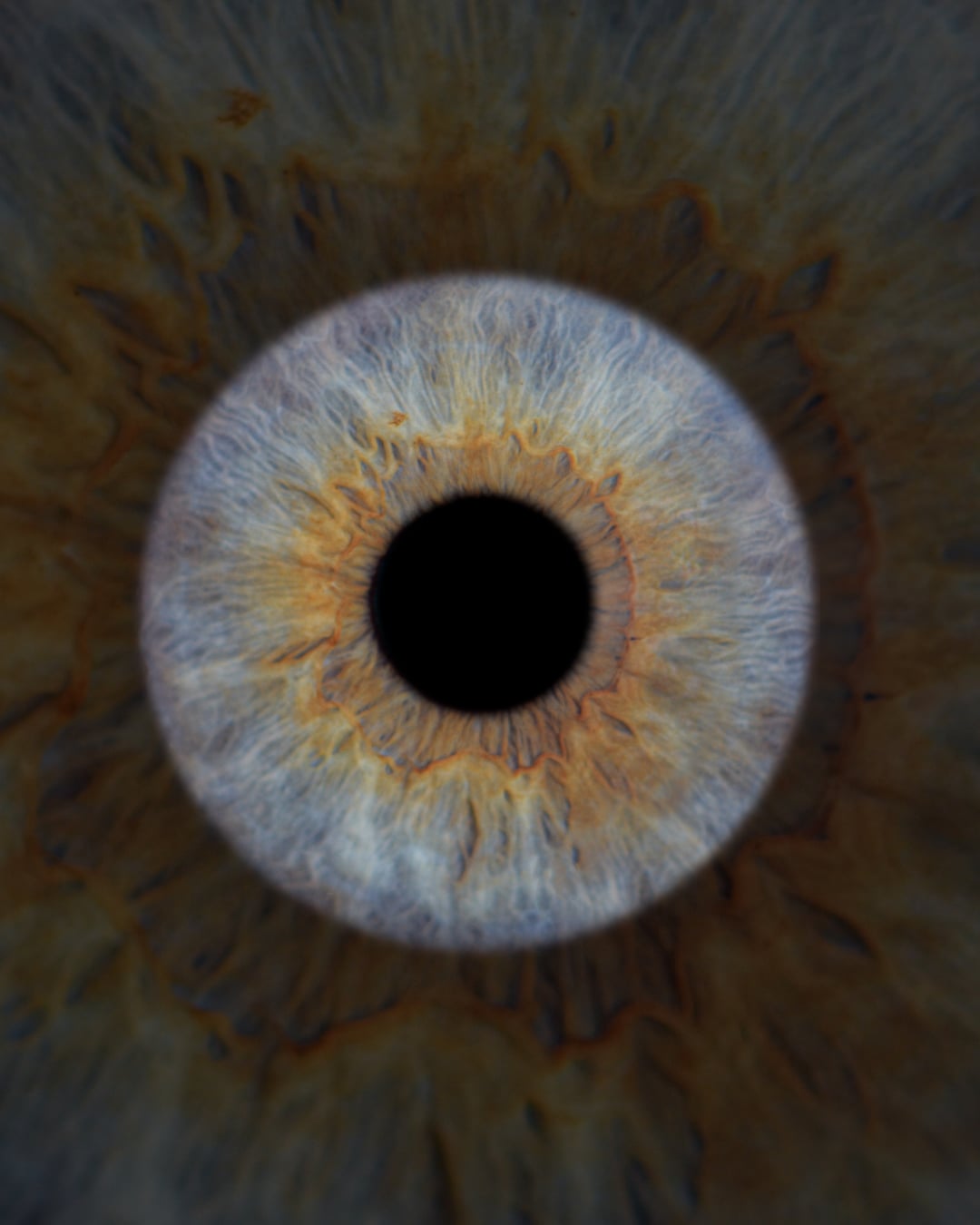 Single Iris Design